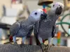 Intelligent & Loving African Grey Parrots – Your Perfect Lifelong Companion!