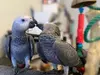 Intelligent & Loving African Grey Parrots – Your Perfect Lifelong Companion!