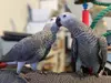 Intelligent & Loving African Grey Parrots – Your Perfect Lifelong Companion!
